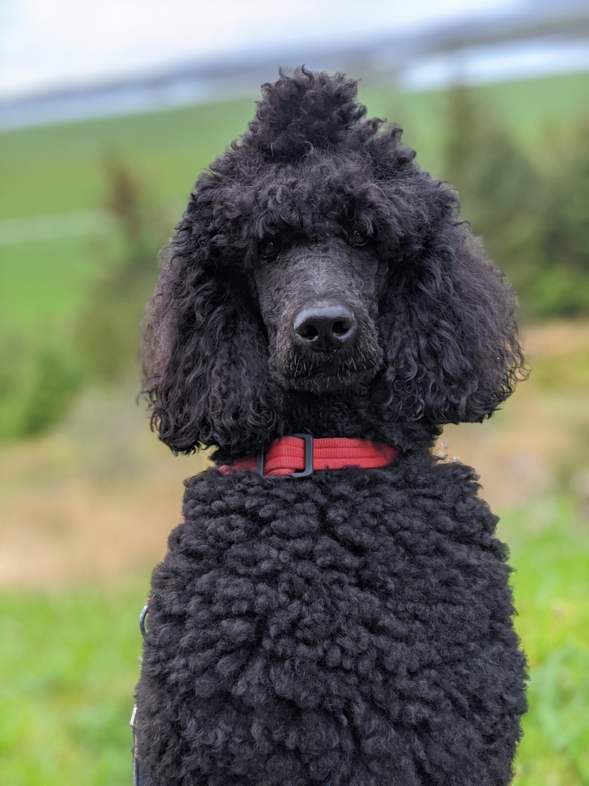 The Adorable And Energetic World Of Poodles