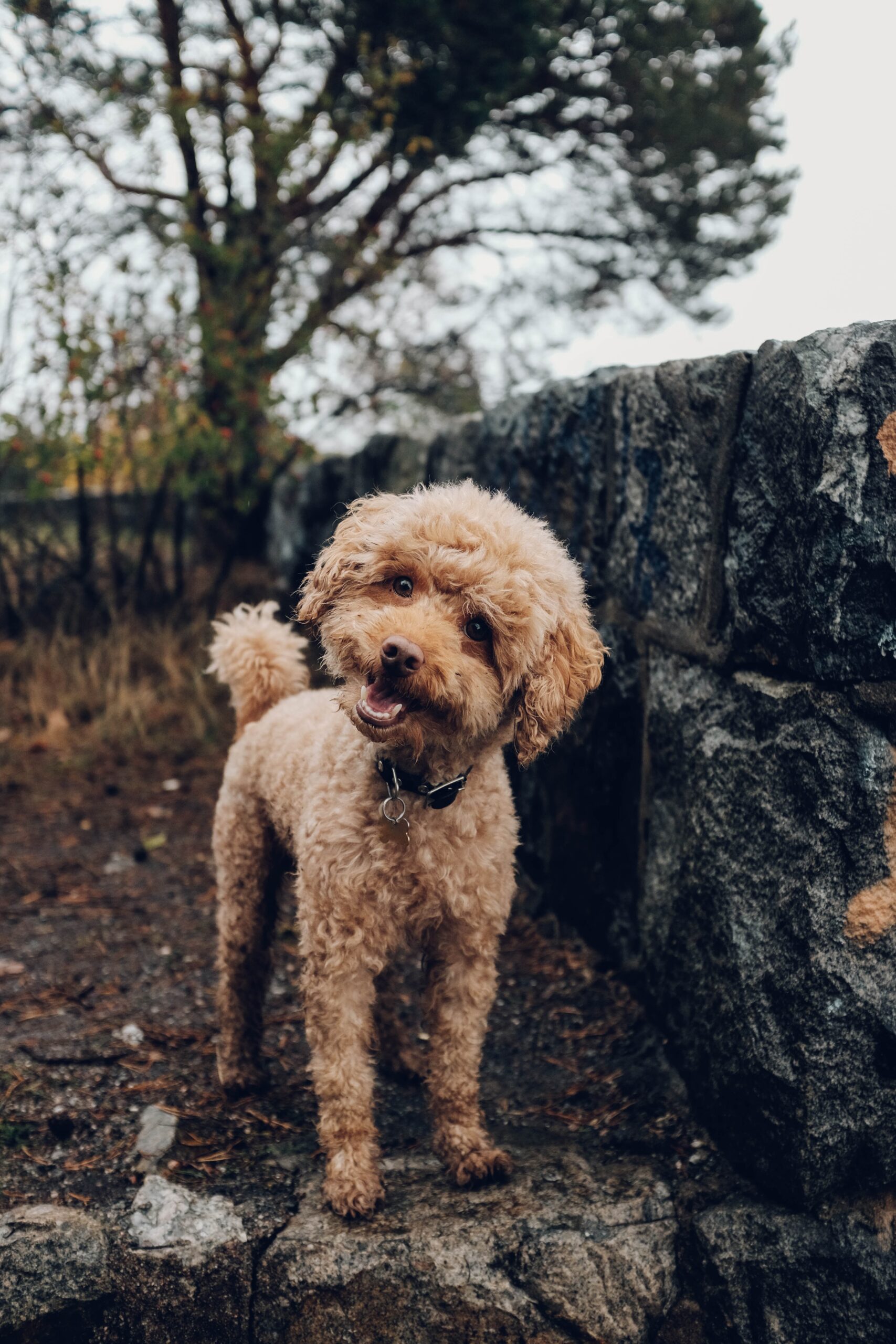 The Adorable And Energetic World Of Poodles