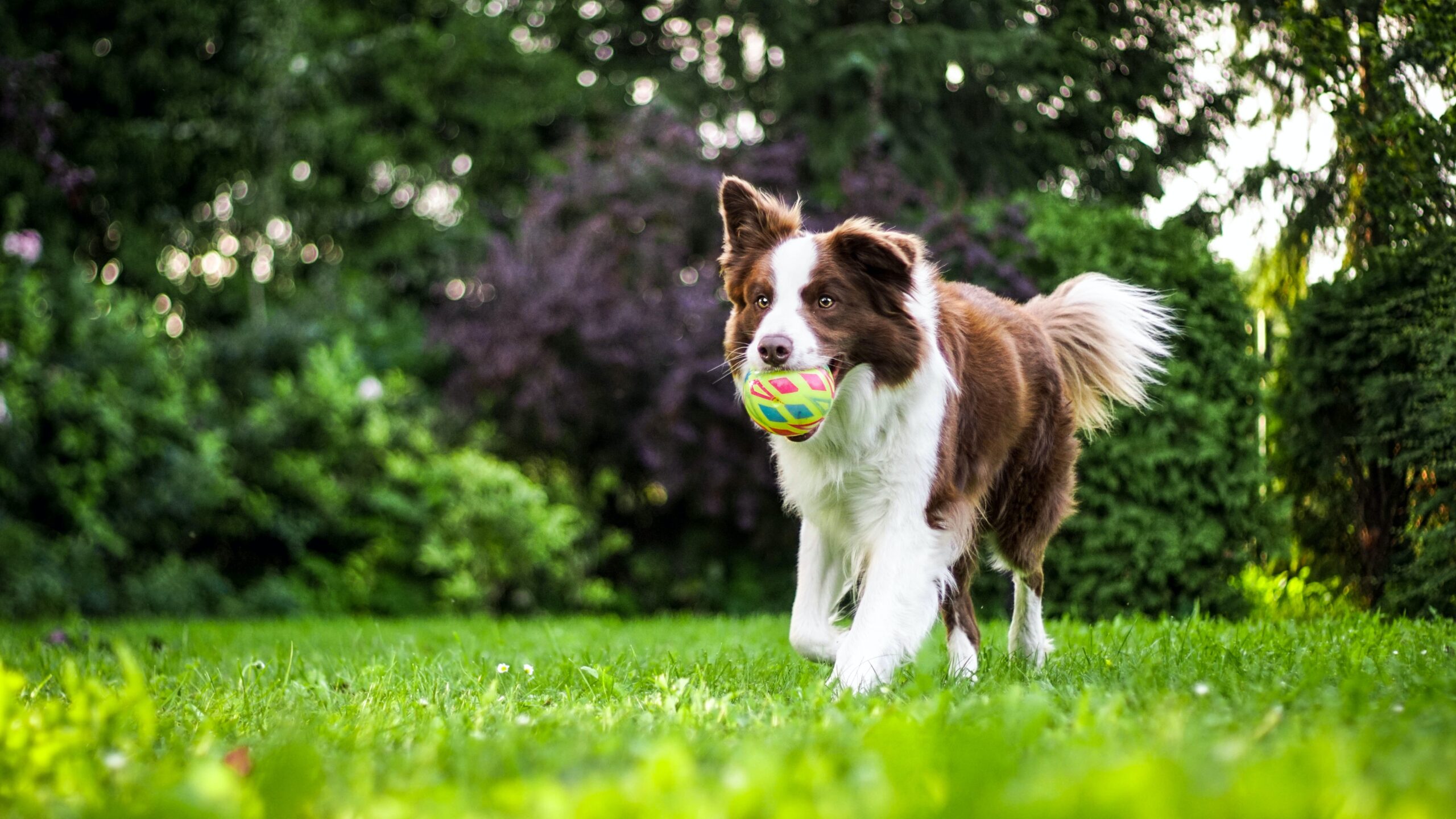 Training Basics For Your Large Canine Companion