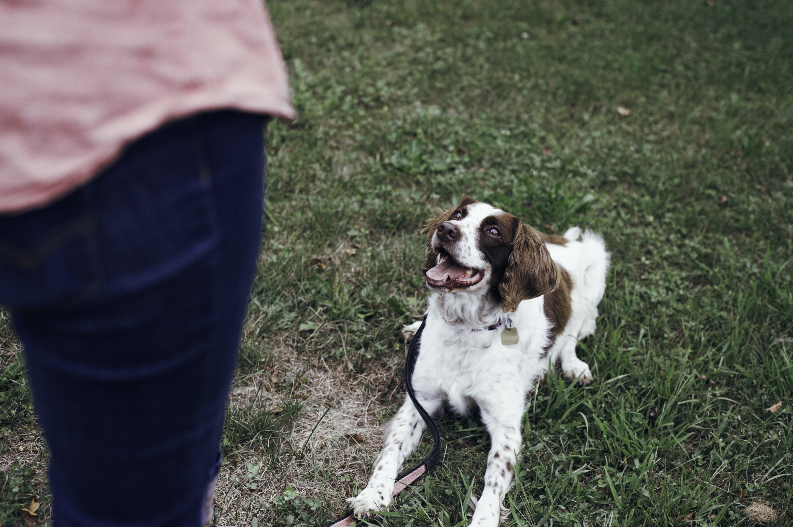 Training Basics For Your Large Canine Companion